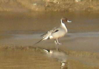 Wow...Pintail Duck
